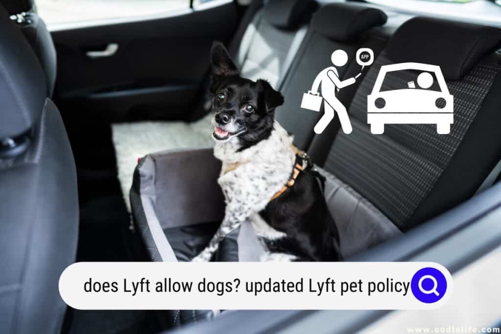 does Lyft allow dogs