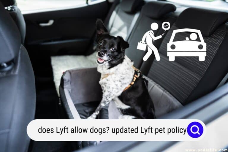 Does Lyft Allow Dogs? (2023 Updated Lyft Pet Policy) Oodle Life