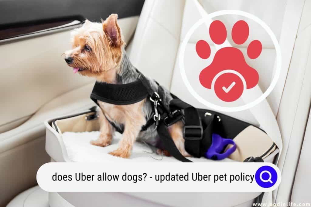 does Uber allow dogs
