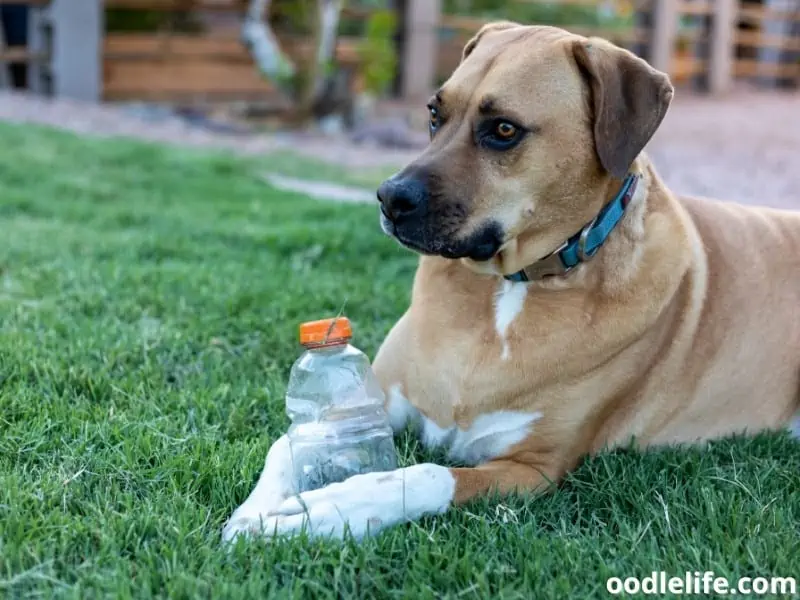 dog and empty bottle