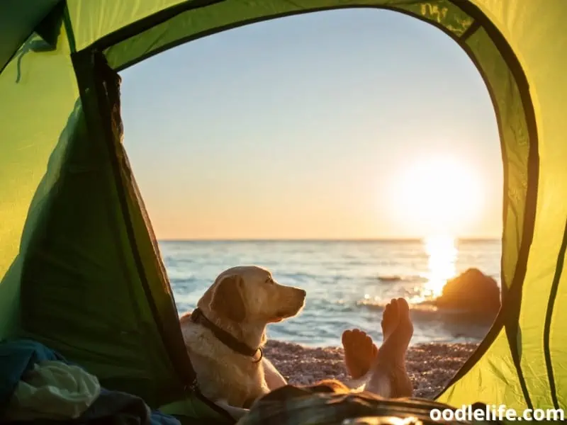dog and owner camp by the beach