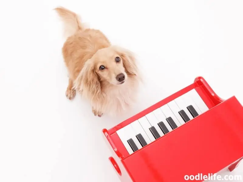 dog and red piano