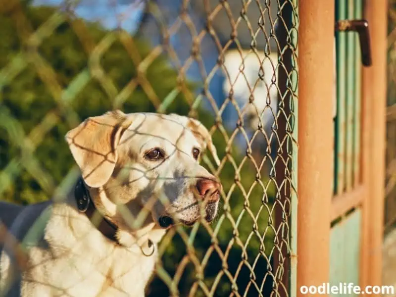 dog behind a fence