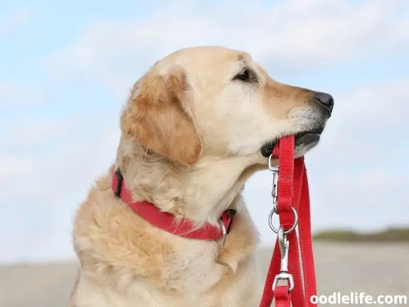 dog bites red leash