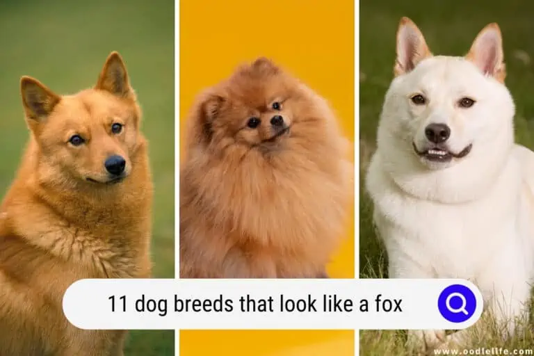 11 Dog Breeds That Look Like a Fox (Photos!) 