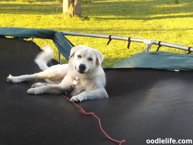 dog broke the trampoline