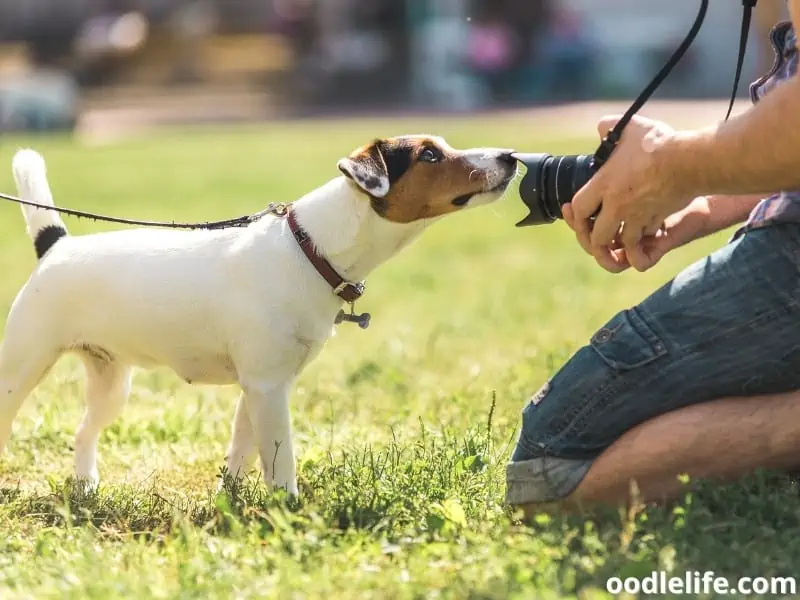 dog curious with photographer