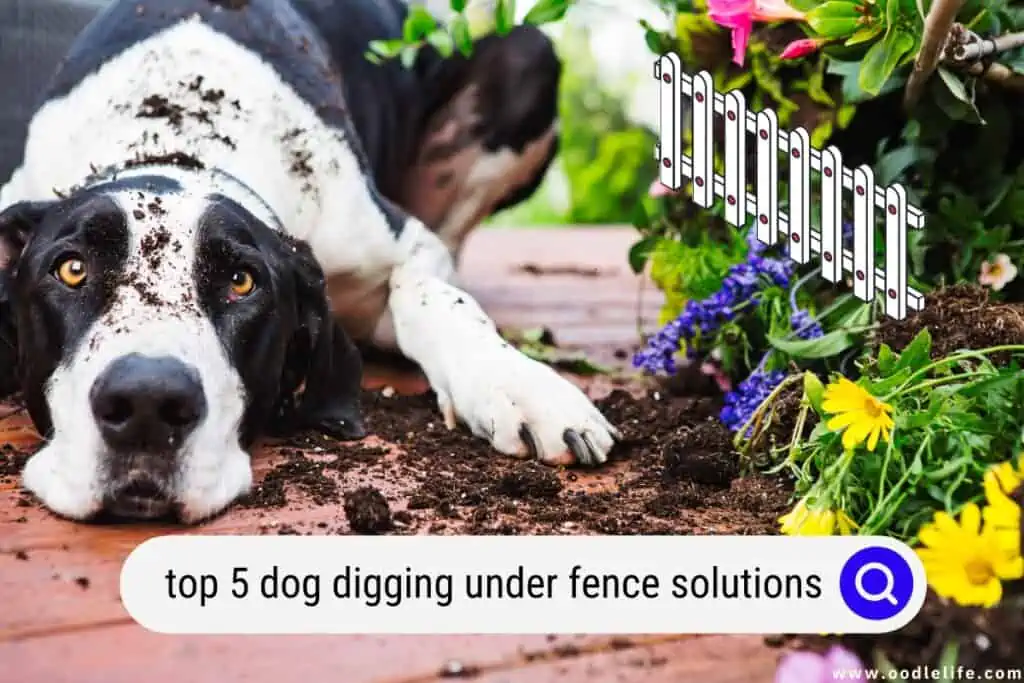 dog digging under fence solutions