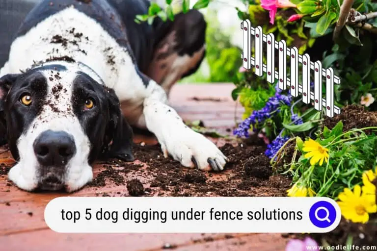 Top 5 Dog Digging Under Fence Solutions (2024 Update)