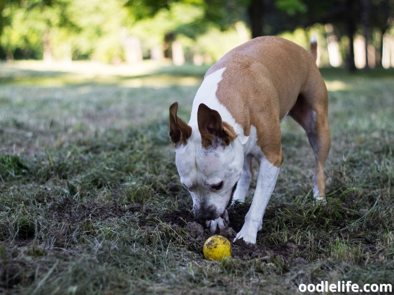 dog digs with ball