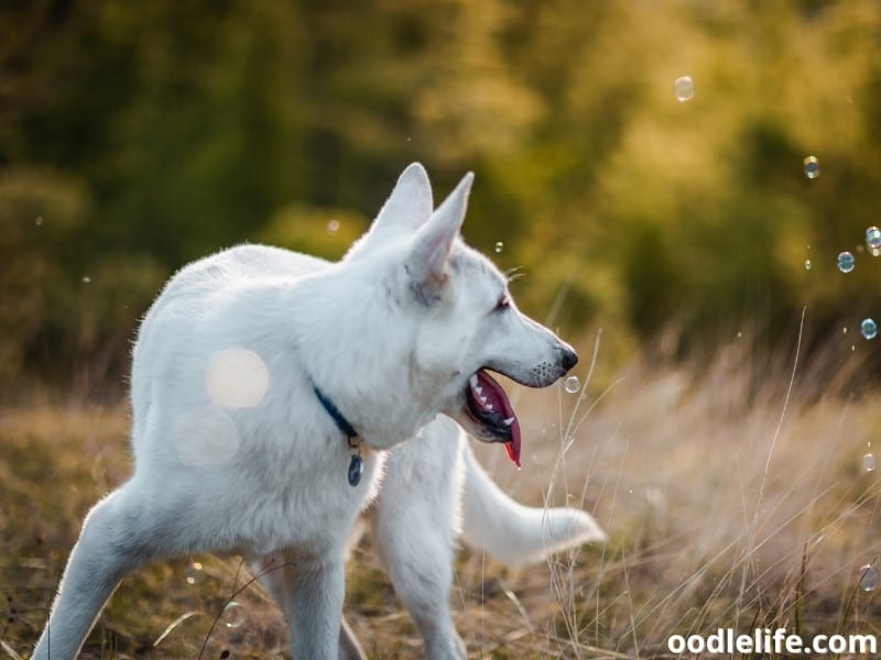 The 11 BEST Dog Shampoo Choices (2023 Update) - Oodle Life