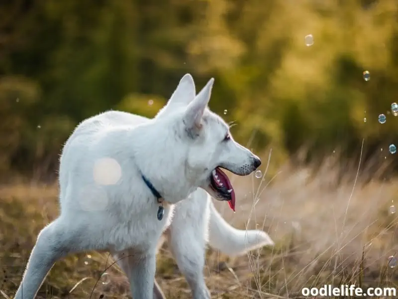 dog enjoy chasing the bubbles