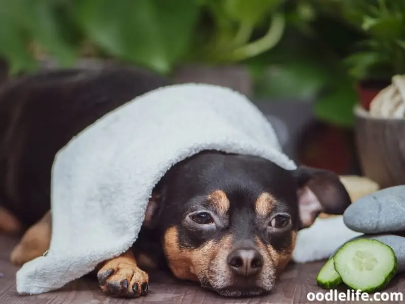 dog enjoys staying at a spa