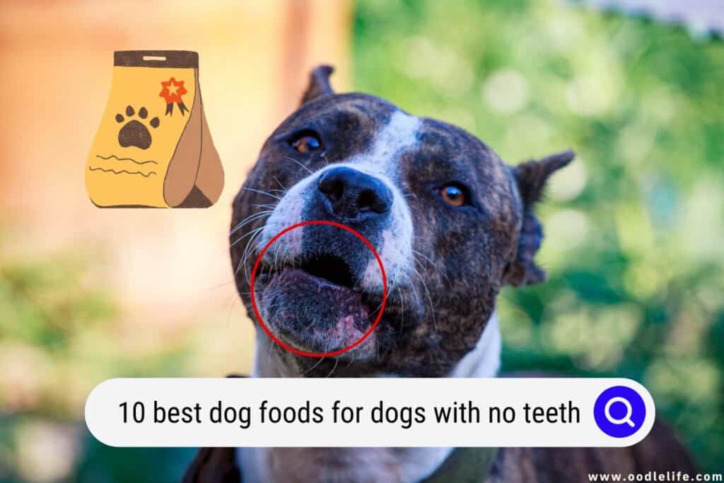 dog foods for dogs with no teeth