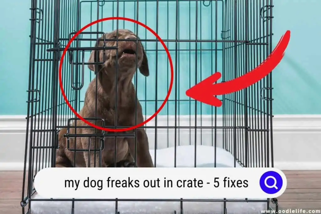 dog freaks out in a crate