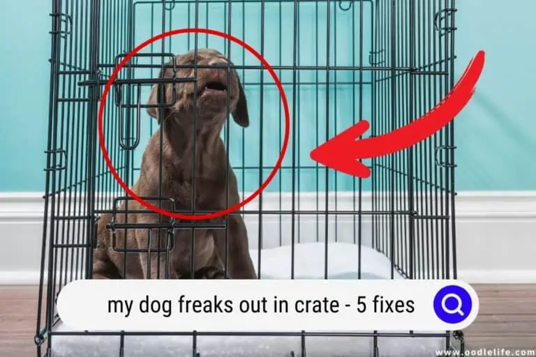 Help! My Dog FREAKS Out in a Crate (5 Fixes)