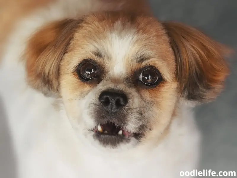 dog howls looking at his owner