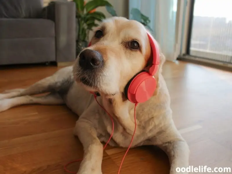 dog listens to music