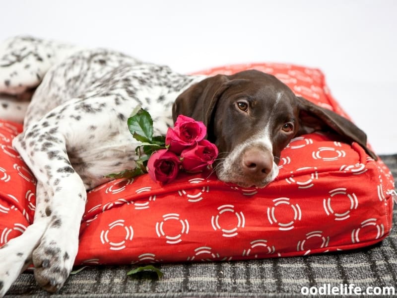 dog looks tired with red roses