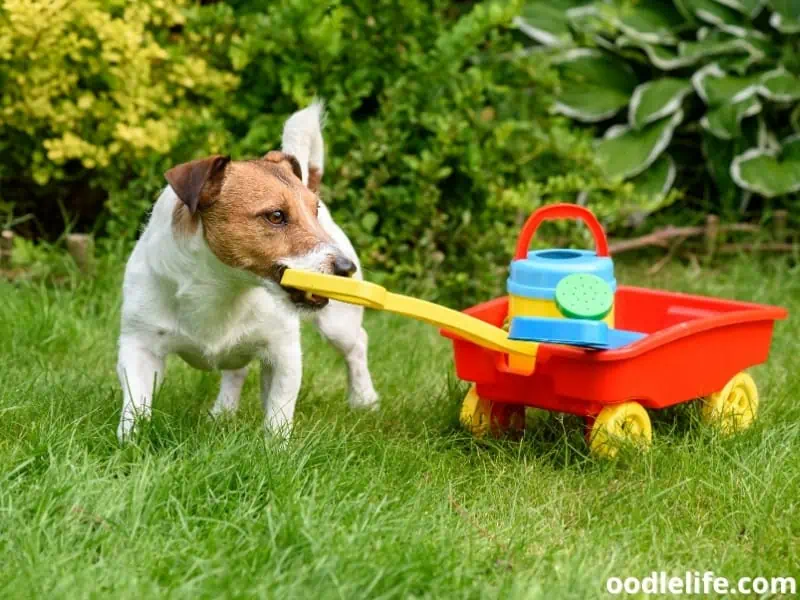 dog pulls cart with gardening tools