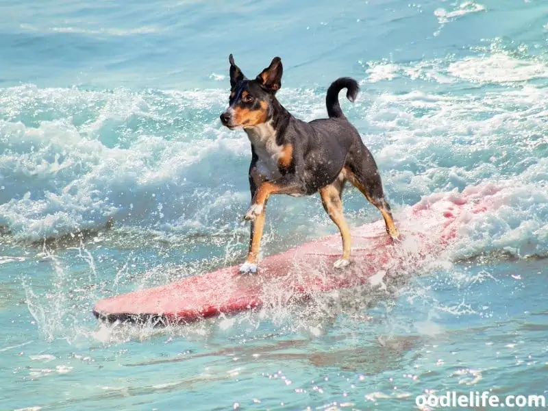 dog rides a surfboard