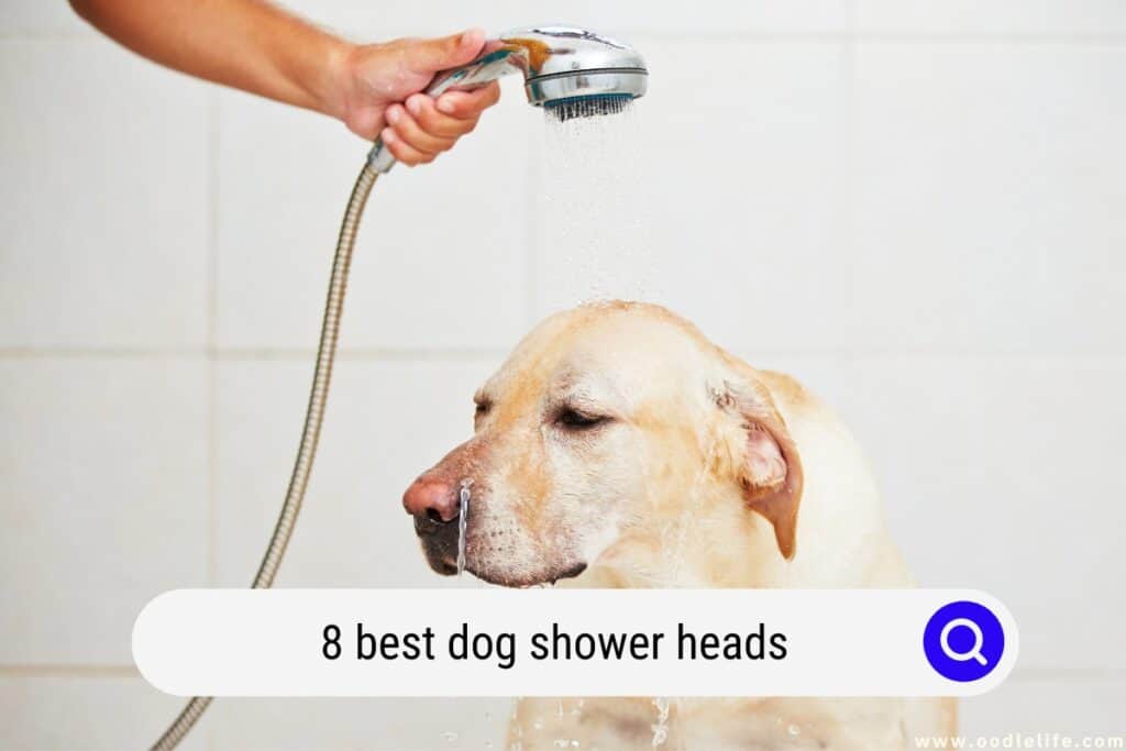 dog shower heads
