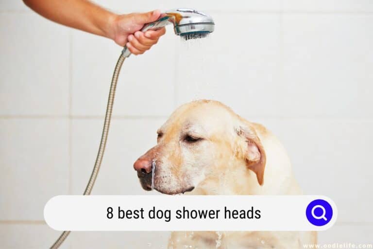 8 Best Dog Shower Heads in 2026