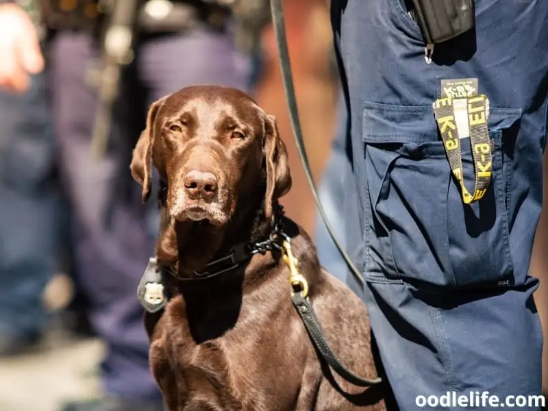 dog sits beside the police officer