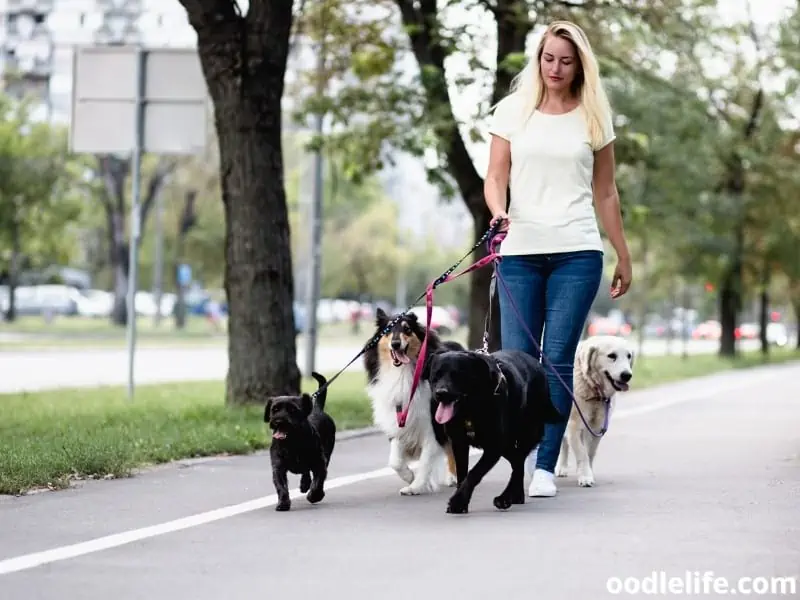 dog walker with dogs