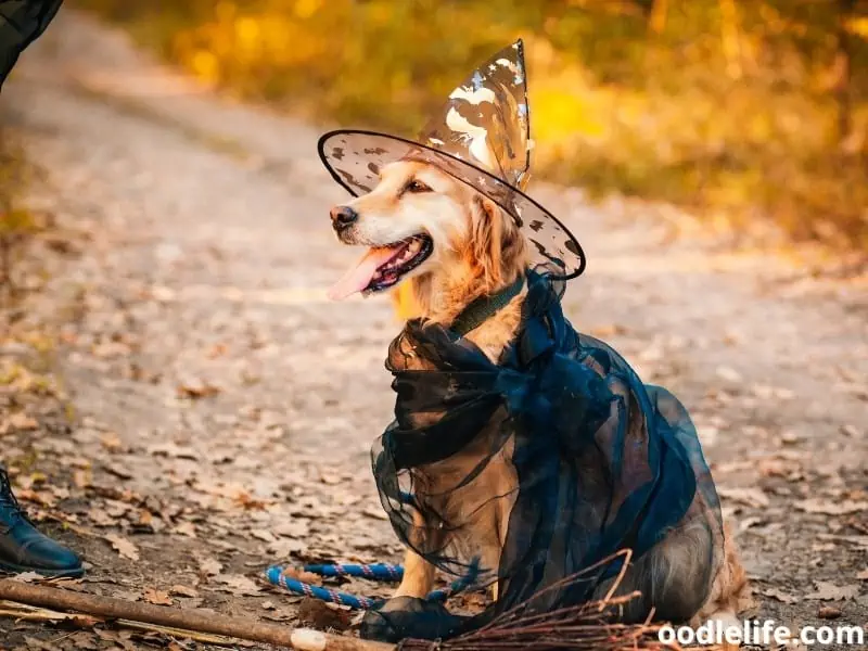 dog wears witch costume with broomstick