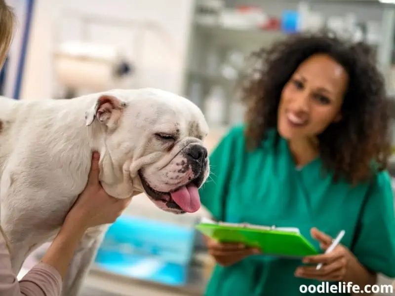 English Bulldog having a check-up