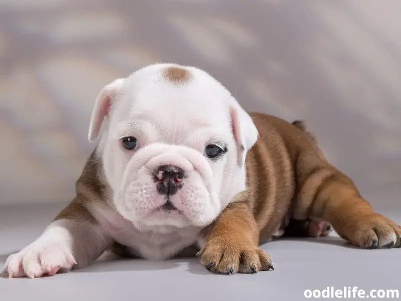 English Bulldog puppy crawls