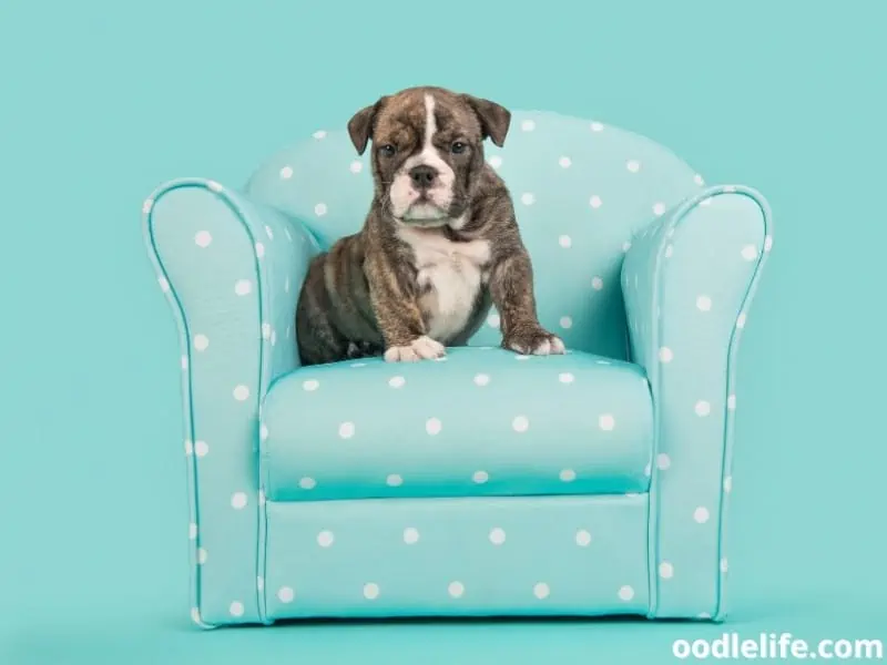 English Bulldog puppy on a chair