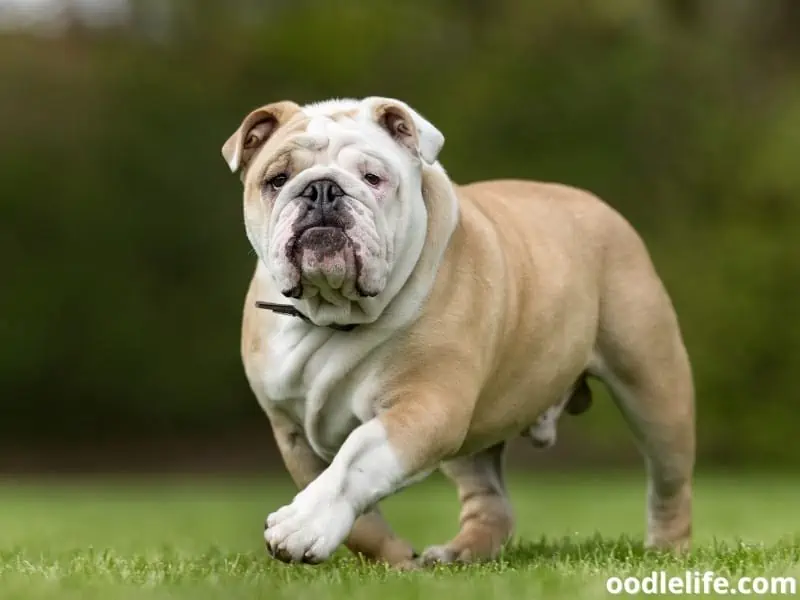 English Bulldog walks outdoors