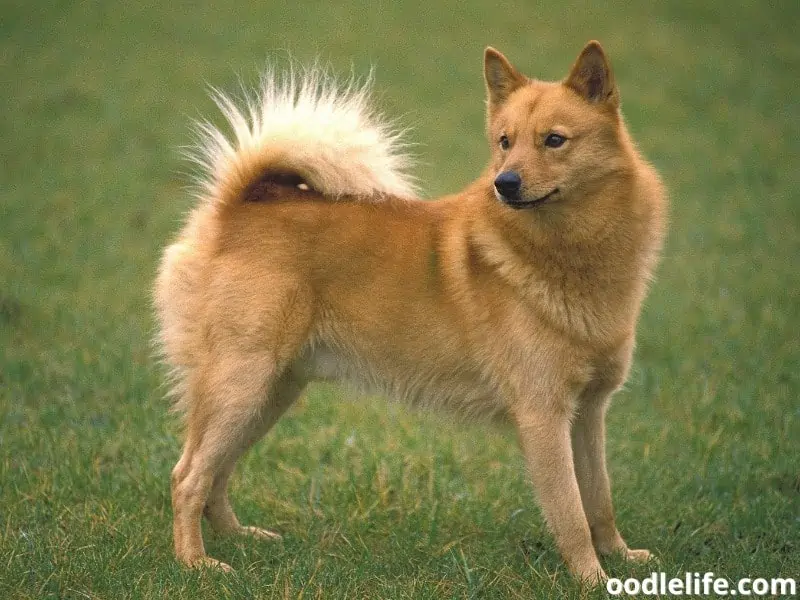 Finnish Spitz stands outdoors