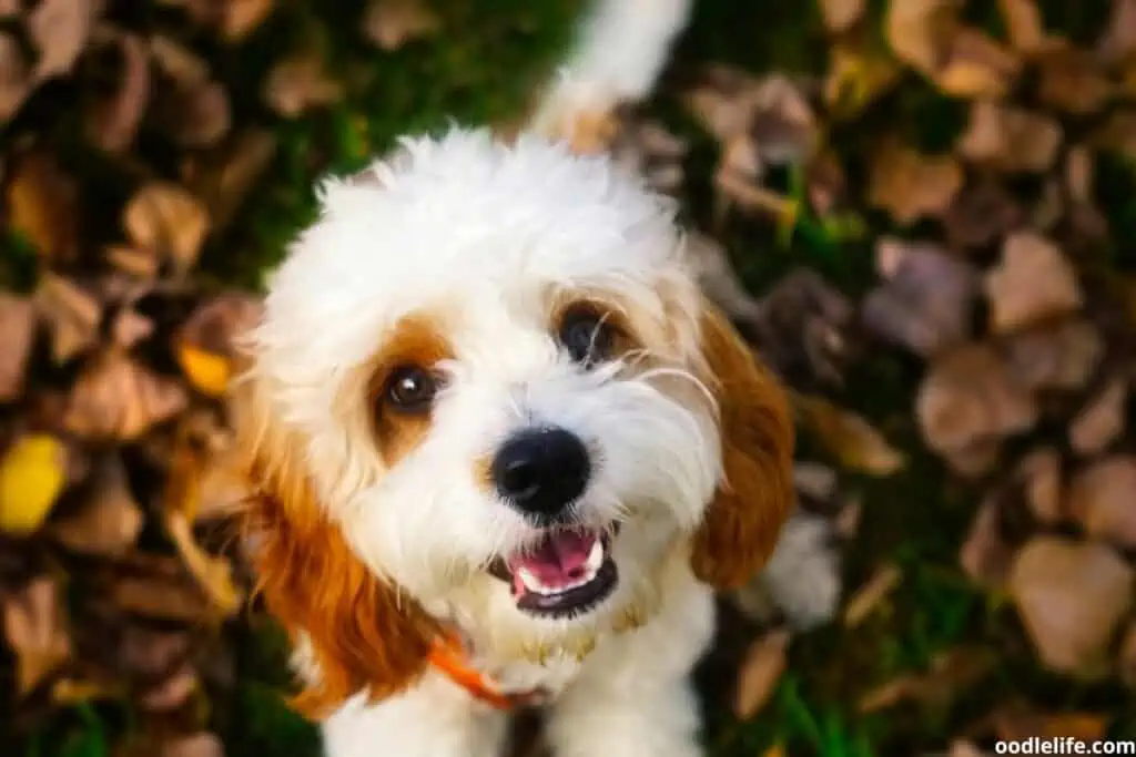 fluffy cavapoo dog