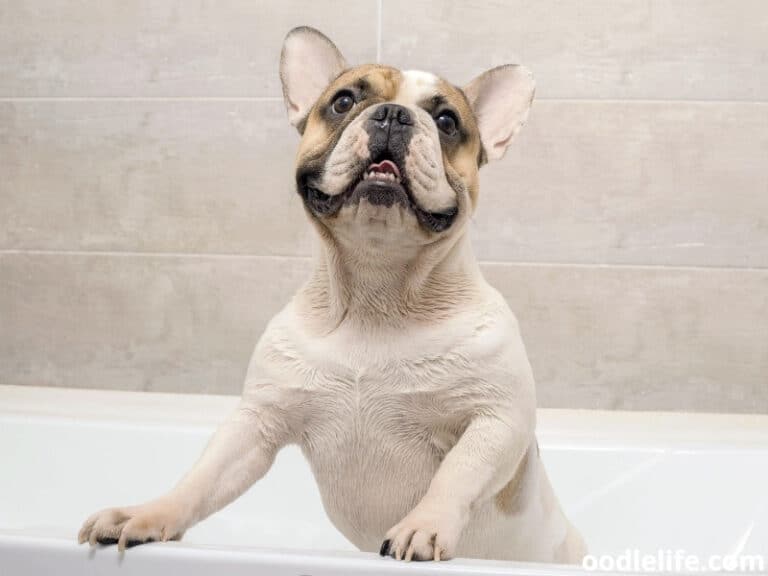 8 Best Shampoos For French Bulldogs (2023 Update!) Oodle Life