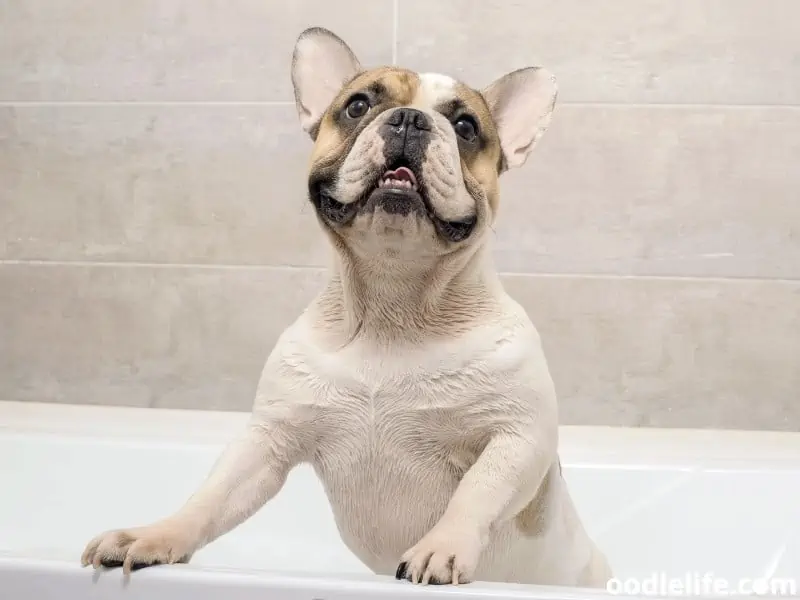 French Bulldog stands inside a bathtub