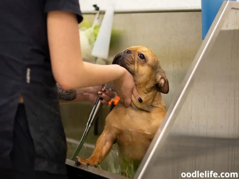 French Bulldog takes shower