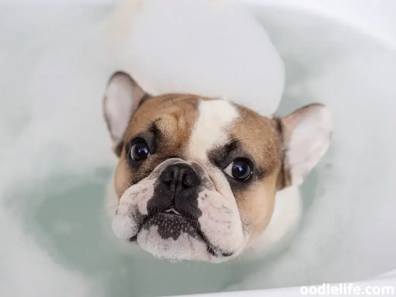 French Bulldog with foamy bathtub water