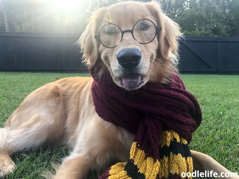 Golden Retriever Harry Potter