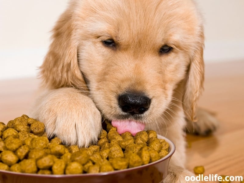 Golden Retriever puppy eats
