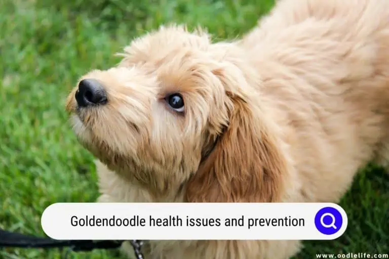 Goldendoodle Health Issues and Prevention