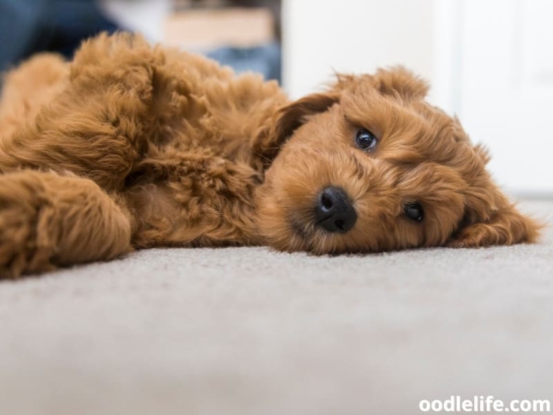 Goldendoodle puppy lying on the carpet