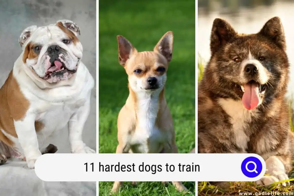 hardest dogs to train