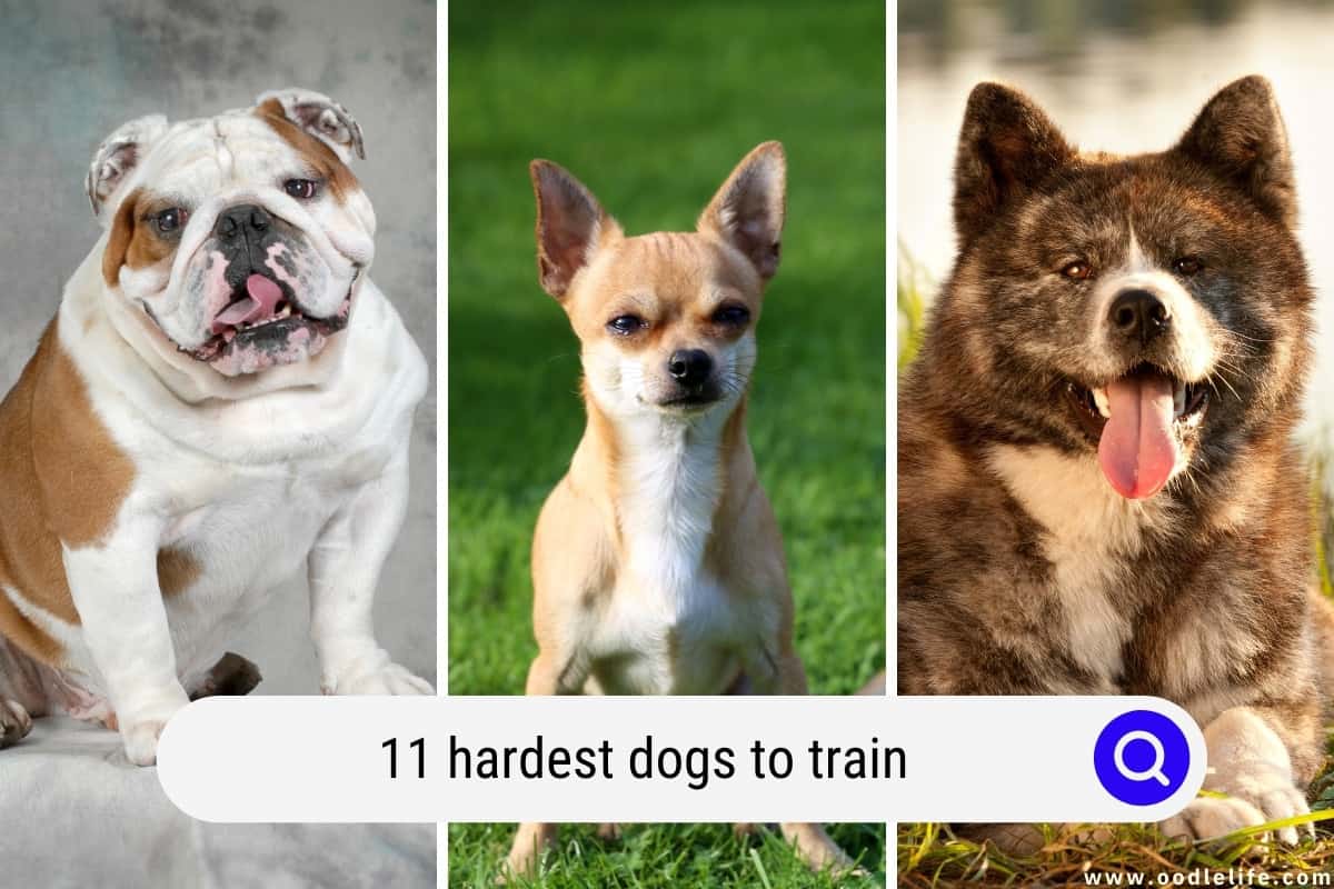 The 11 Hardest Dogs To Train (with Pictures) Oodle Life