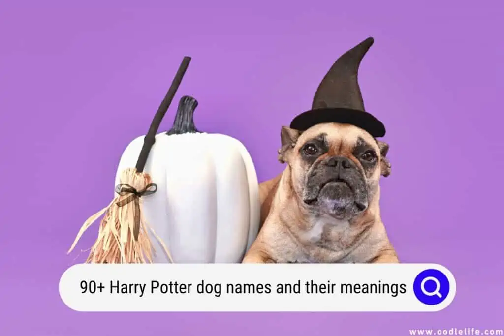 Harry Potter dog names