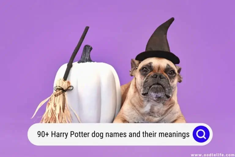 90+ Harry Potter Dog Names (& Their Meanings!)