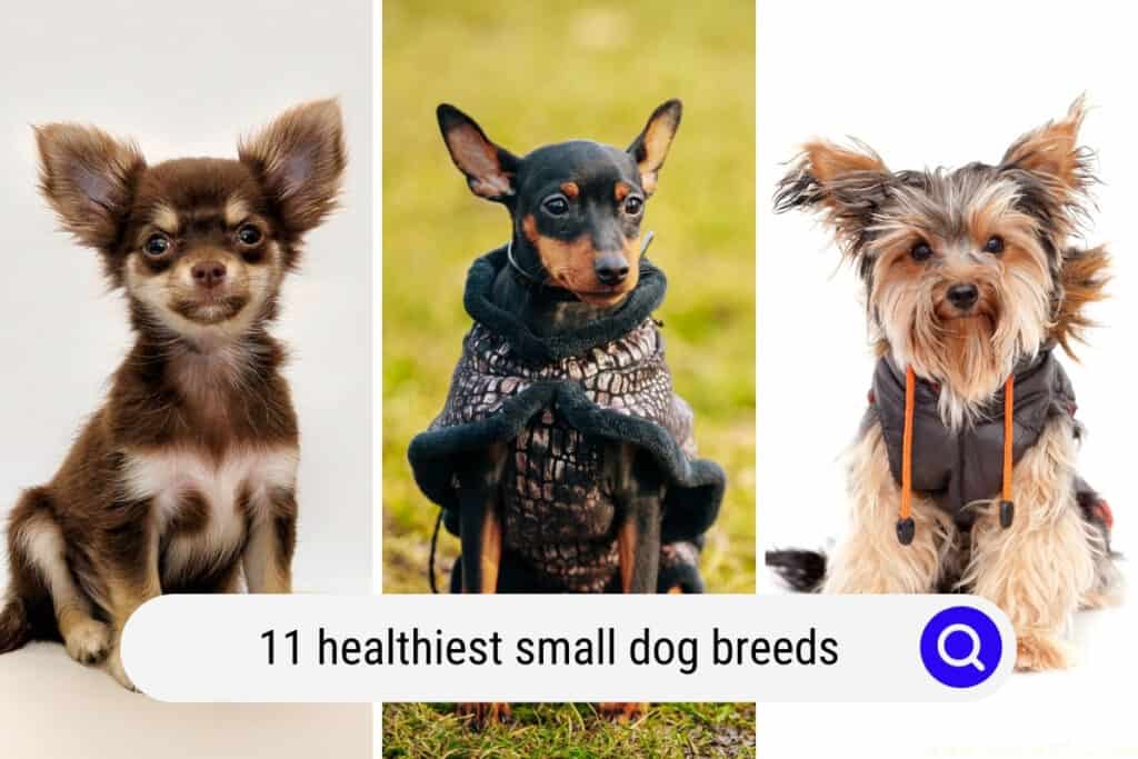 healthiest small dog breeds