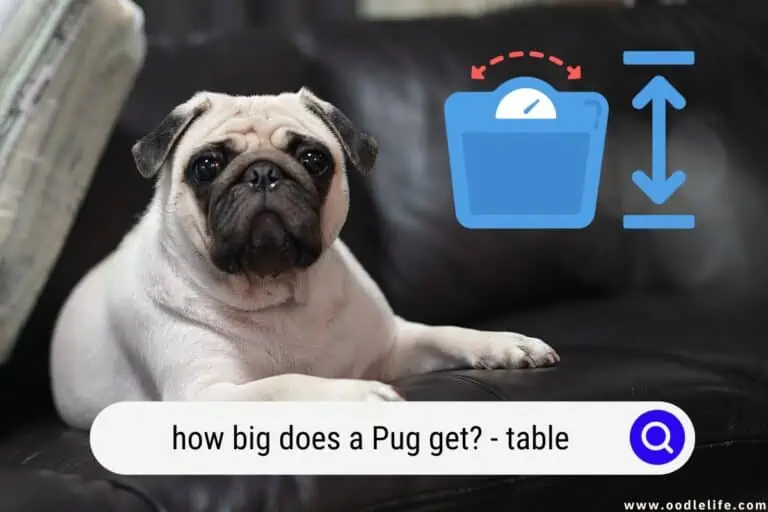 How Big Does a Pug Get? (Table)